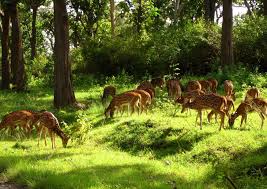 BARNAWAPARA WILDLIFE SANCTUARY