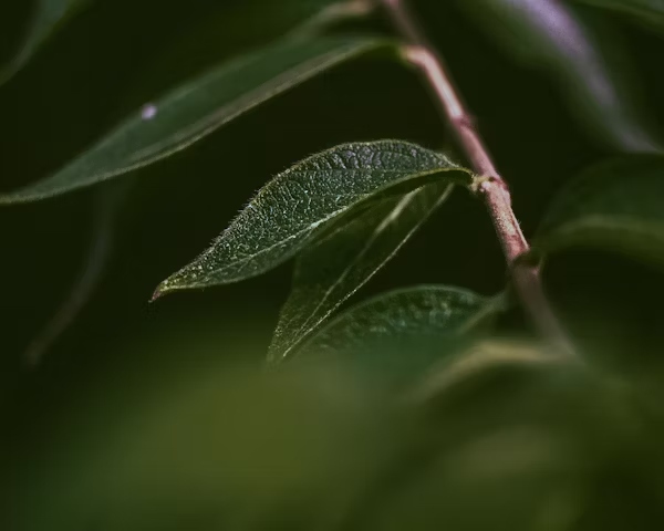 GreenHeal.net